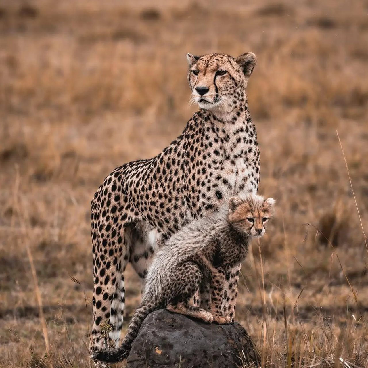 6-Day Masai Mara & Amboseli Safari