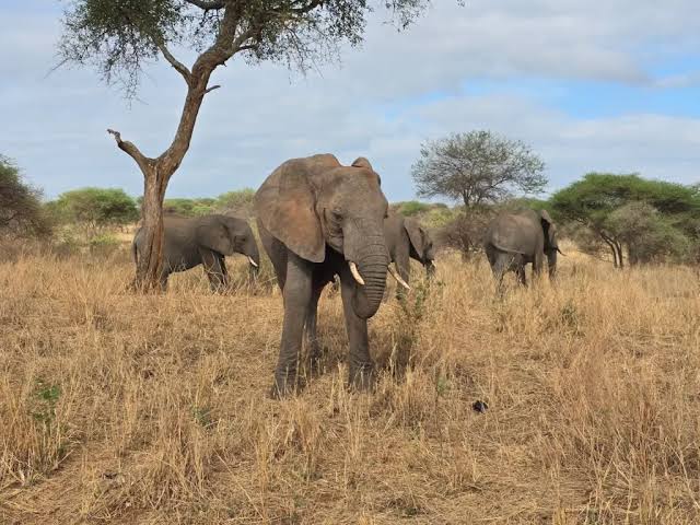 4-Day Uganda Wildlife & Forest Tour