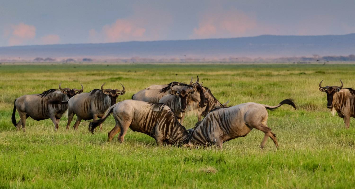 8-Day Great Migration Safari
